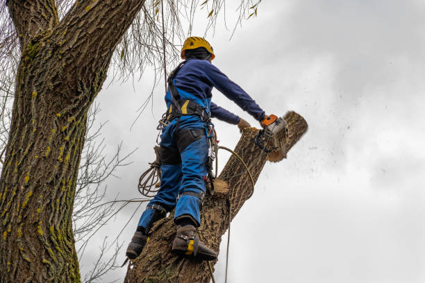 Best Emergency Tree Service  in Truth Or Consequences, NM